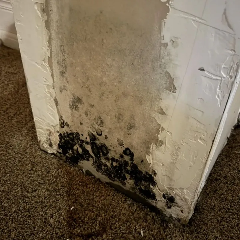 Professional Mold Removal in Hoover, AL